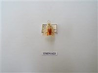 藏品(人紋污燈蛾)的圖片